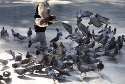 Una bandada de palomas, ayer, en la plaza de Catalunya de Barcelona.