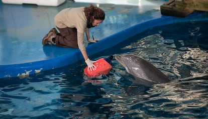 Una cuidadora junto a uno de los delfines del Zoo