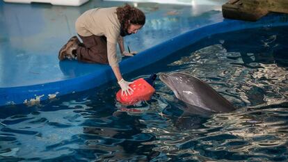 Una cuidadora junto a uno de los delfines del Zoo