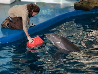 Una cuidadora junto a uno de los delfines del Zoo