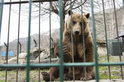 Mimo y Ar&aacute;n, los dos osos pardos que viven desde hace 24 a&ntilde;os en una jaula de Arties, ser&aacute;n trasladados a un santuario. 