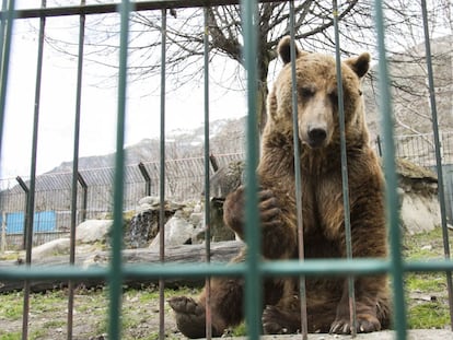 Mimo y Ar&aacute;n, los dos osos pardos que viven desde hace 24 a&ntilde;os en una jaula de Arties, ser&aacute;n trasladados a un santuario. 