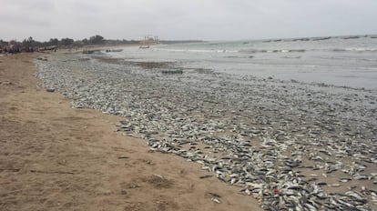 Peces muertos en la playa de Gunjur, en Gambia.