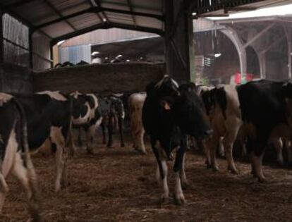 Vacas en la explotación agrícola de Emmanuel Roch en Normandía.