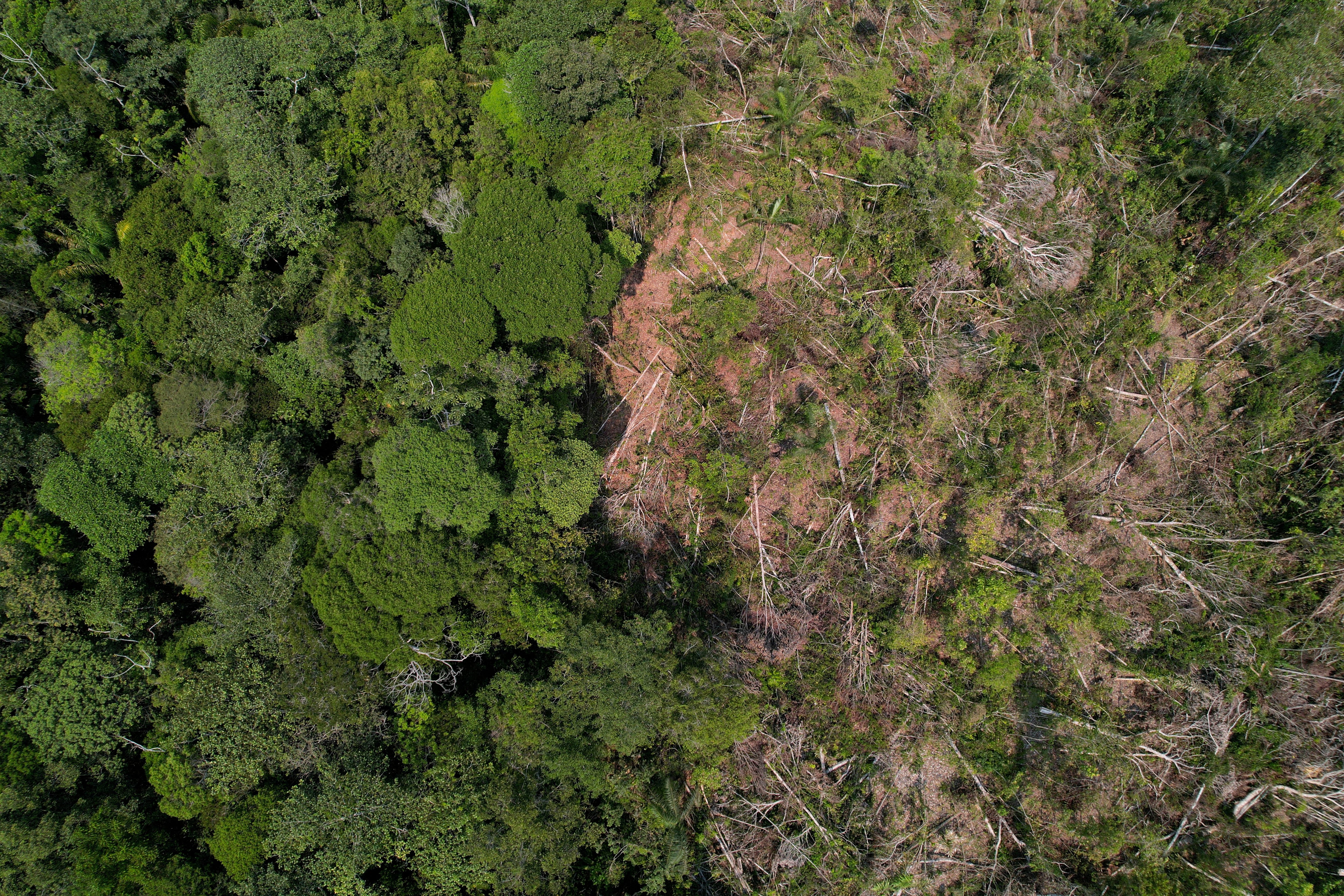 Parcela deforestada de la Amazonia, en Humaita (Brasil).