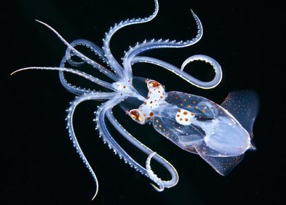 Calamar enope de orejas agudas fotografiado en Kailua-Kona, Hawaii.