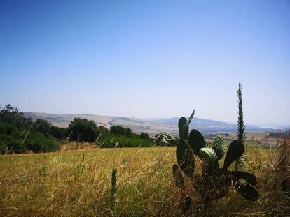 Un detalle en la ruta entre Grassano y Grottole, una de las etapas del Camino Materano.