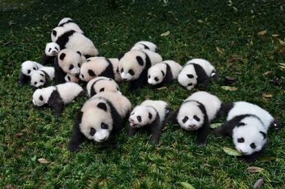 Bebés pandas nacidos en 2015 en el centro de cría en Ya'an, en la provincia de Sichuan (China).