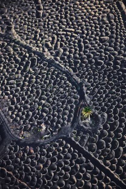 El paisaje único de La Geria, donde las vides se cultivan protegidas del viento por muros semicirculares hechos de piedra volcánica.