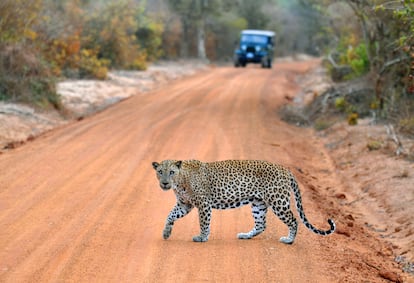 Un leopardo en el parque nacional de Yala en Sri Lanka.