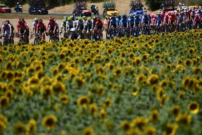 El pelotón a su paso cerca de un campo de girasoles, en la cuarta etapa del Tour de Francia. 