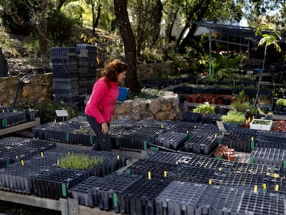 Laura Plaza, responsable del Laboratorio de Propagación Vegetal, camina entre los plantones del vivero del Jardín Botánico El Castillejo, en la localidad gaditana de El Bosque.