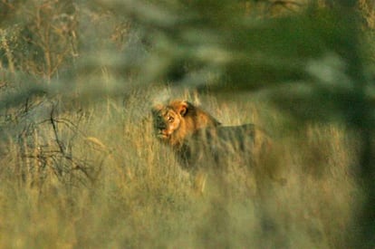 El león 'Jericho', este domingo.