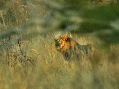 El león 'Jericho', este domingo.