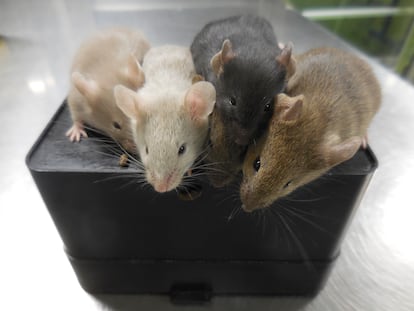 Katsuhiko Hayashi shows mice derived from stem cells, four weeks after their birth, in Osaka, Japan, in September 2021.