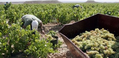 Dos trabajadores en la vendimia en Aldeanueva de Ebro.