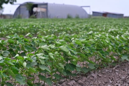 El algodón es uno de los cultivos del Valle del Río Grande que se tratan con paraquat, pesticida relacionado con el Parkinson desde hace más de 30 años.
