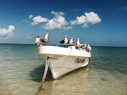 México. Un grupo de gaviotas sestea sobre una barca en la costa de Holbox, en Quintana Roo.