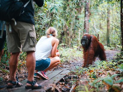 El ancestro común de orangutanes y humanos perdió la cola por un cambio genético