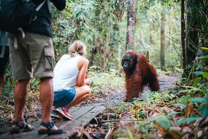 Tourist have a close encounter with wild Orangutan in Borneo