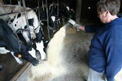 Erundina Negreira trabaja en su granja de Cabana de Bergantiños (A Coruña)