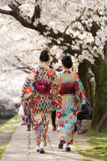 Cerezos en flor en Kioto (Japón).