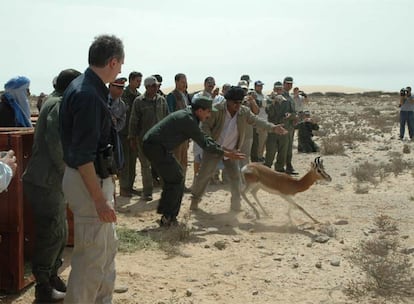 A Dama gazelle is released in Western Sahara.