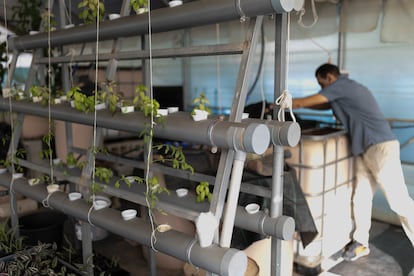 José Lobillo en una instalación acuapónica en un invernadero de la ETS de Ingeniería Agronómica de la Universidad de Sevilla.