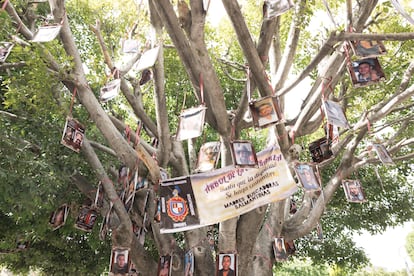 Fotos de desaparecidos en el árbol del jardín principal. 