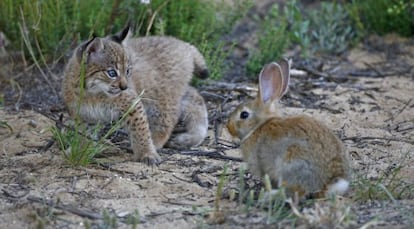 Un lince joven observa a un conejo.