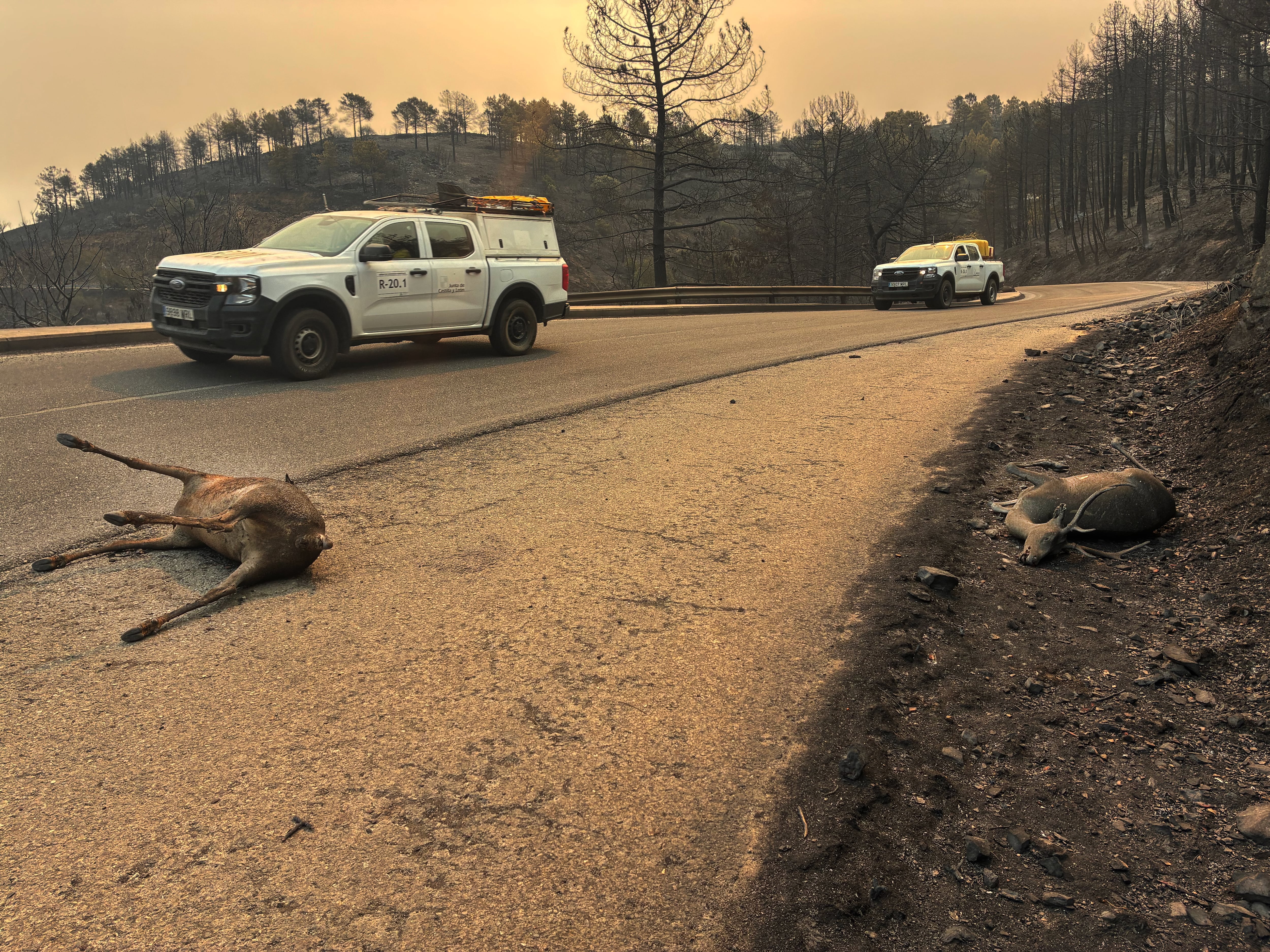 Fuego, ira y bomberos desbordados en el Valle de Iruelas (Ávila): “Era una columna de humo negro como si quemaran neumáticos”