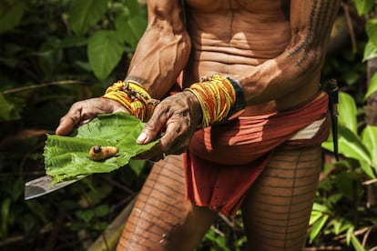 Cocinado o crudo, el gusano del sagú, conocido como tamra (larva del picudo rojo) proporciona una magnífica fuente de energía a los miembros de la tribu de los mentawai, incluso más que la miel. Cuando se come crudo, su sabor y su textura son cremosos, y cuando se fríe, sabe dulce. En la foto, el sikerei Aman Masit Dere sostiene un tamra en una hoja.