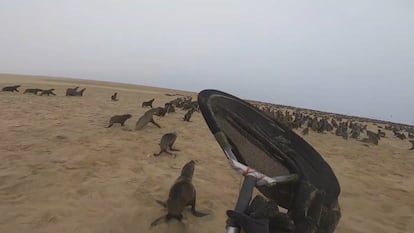 Resgate de lobos marinhos na Namíbia pela OCN.