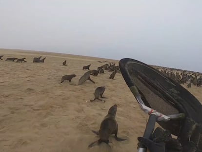 Resgate de lobos marinhos na Namíbia pela OCN.