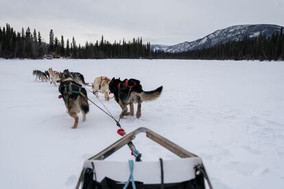 Steve Robbins lidera a su equipo de perros de trineo a través de un lago congelado después de ayudar en un sitio de vacunación en Eagle, Alaska.