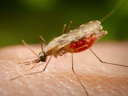 Malaria, lavadoras y James Bond travestido