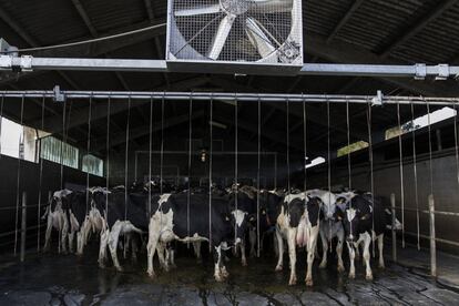 La mayoría de explotaciones lecheras en Galicia utilizan el modo intensivo debido al poco espacio que tienen para el pasto por la excesiva parcelación de tierras de esta comunidad autónoma.