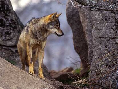 Según las últimas estimaciones, unos 2.000 lobos ibéricos como éste viven en la Península, especialmente en Asturias, Cantabria, Galicia y Castilla y León.