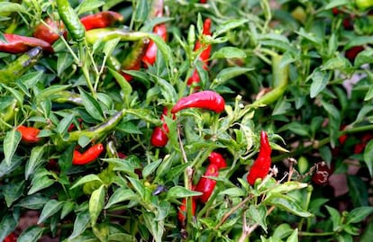 Una planta cargada de pimientos 'capsicum annuum' listos para foguear paladares