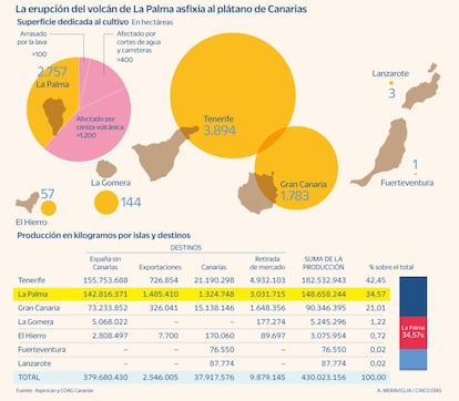 Efectos del volcán de La Palma en el cultivo de plátano