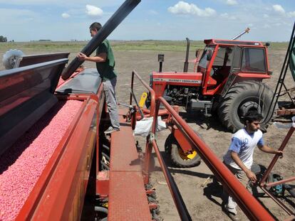 Carga de soja en un campo cultivado por Los Grobo en Pehuaj&oacute;.