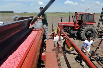 Carga de soja en un campo cultivado por Los Grobo en Pehuaj&oacute;.