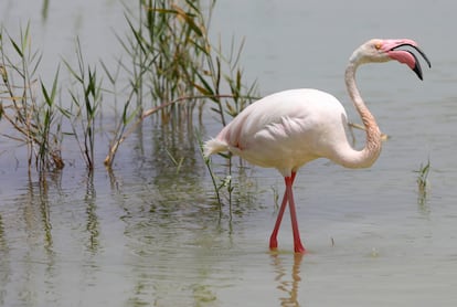 A flamingo in the Elche wetland.