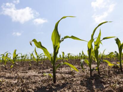 II Plan de Acción 2021-2023 para la digitalización de pymes agroalimentarias