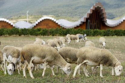 Proyectada por el arquitecto Santiago Calatrava, la bodega Ysios se adapta al paisaje con su perfil sinuoso y la ondulada esbeltez de una cubierta laminar en aluminio que se recorta sobre la sierra de Cantabria.