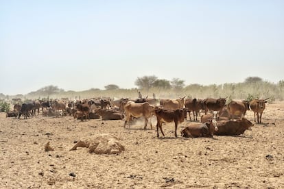  Es necesario combatir urgentemente el avance de la desertificación.