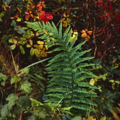 A fern inside Gorbea Natural Park in the Basque Country.