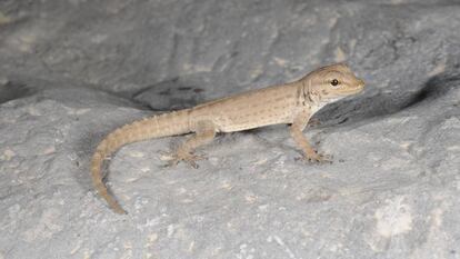 Ejemplar de 'Pristurus r. rupestris'.