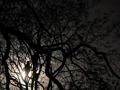 Un activista de Extinction Rebellion entre las ramas de un árbol en Euston Square Gardens protesta contra el ferrocarril de alta velocidad HS2, en Londres, el 28 de enero de 2021.