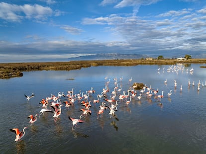 Vista aérea de los humedales de las antiguas salinas de Sant Antoni, en el Delta del Ebro.